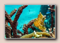 , Komodo NP, Indonesia, juli 2015