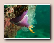 , Stingray City, Pulau Mabul, Malaysia, augustus 2014