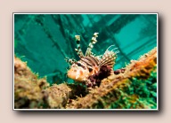, Nudi Nook, Pulau Mabul, Malaysia, augustus 2014