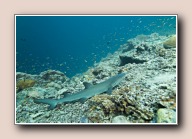 , Barracuda Point, Pulau Sipadan, Malaysia, augustus 2014