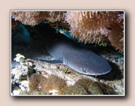 Triaenodon obesus, Nu Giri, Ari atol, Malediven, november 2007