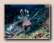 Pterois muricata, Rons point, Bunaken NP