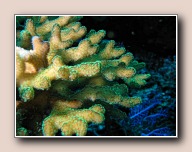 Seriatopora caliendrum, Pangalisang, Bunaken NP