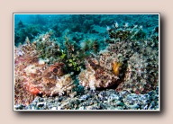 Dendrochirus brachypterus, Serena, Straat van Lembeh