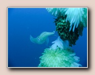 Sepioteuthis lessoniana, Hairball, Straat van Lembeh