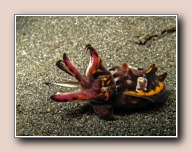 Metasepia pfefferi, Letuz Surprise, Straat van Lembeh