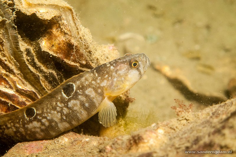 Botervisje, Phollis gunellus, Scharendijke, Nederland, mei 2013