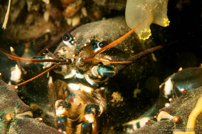 Zeekreeft, Homarus gammarus, Scharendijke, Nederland, mei 2010