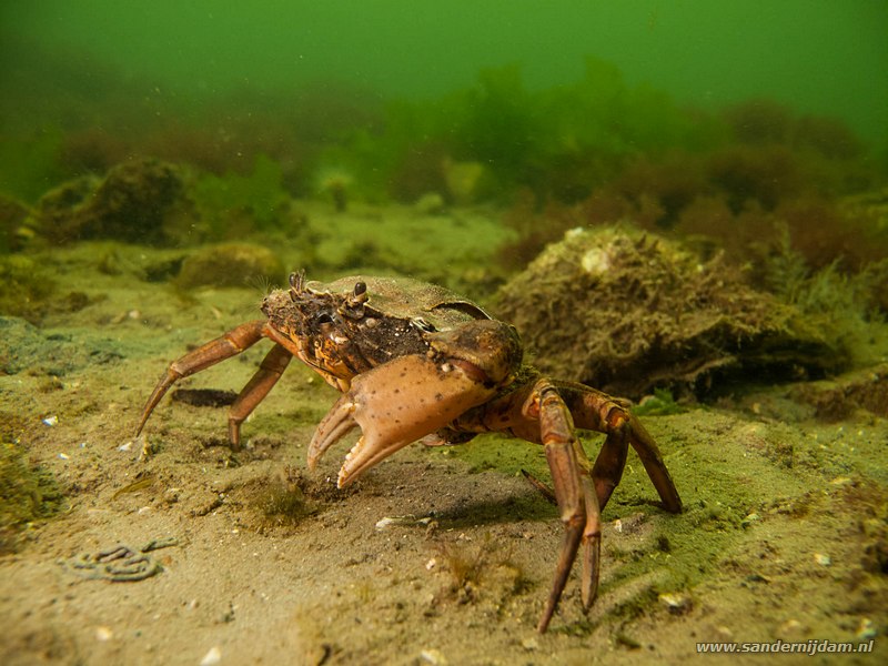 Strandkrab, Carcinus maenas, Scharendijke, Nederland, mei 2010