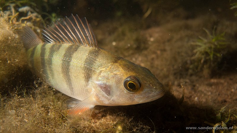 Rivierbaars, Perca fluviatilis, Tijningenplas, Nederland, juli 2010
