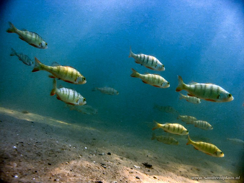 Rivierbaarzen, Perca fluviatilis, Tijningenplas, Nederland, juli 2003