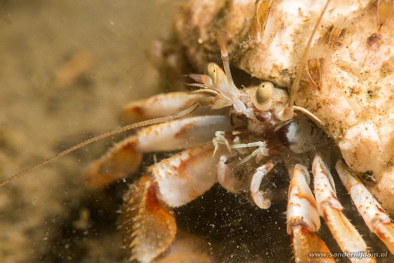 Grote heremietkreeft, Pagurus bernhardus, Scharendijke, Nederland, mei 2015