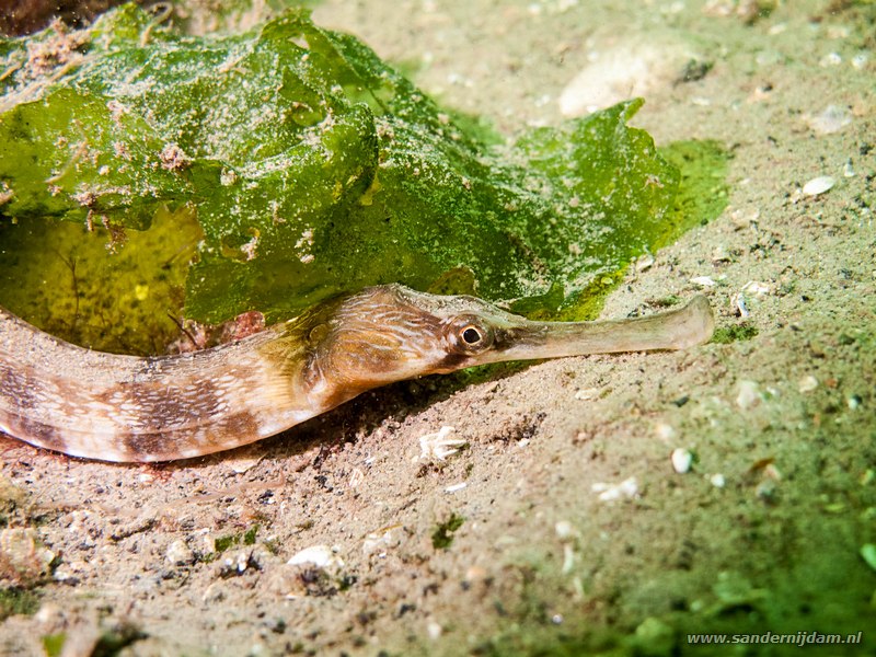 Grote zeenaald, Greater pipefish, Syngnathus acus, Scharendijke, Nederland, May 2012