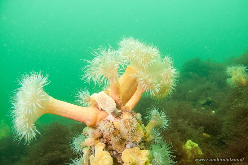 Zeeanjelieren, Plumose anemone, Metridium senile, Scharendijke, Nederland, May 2012