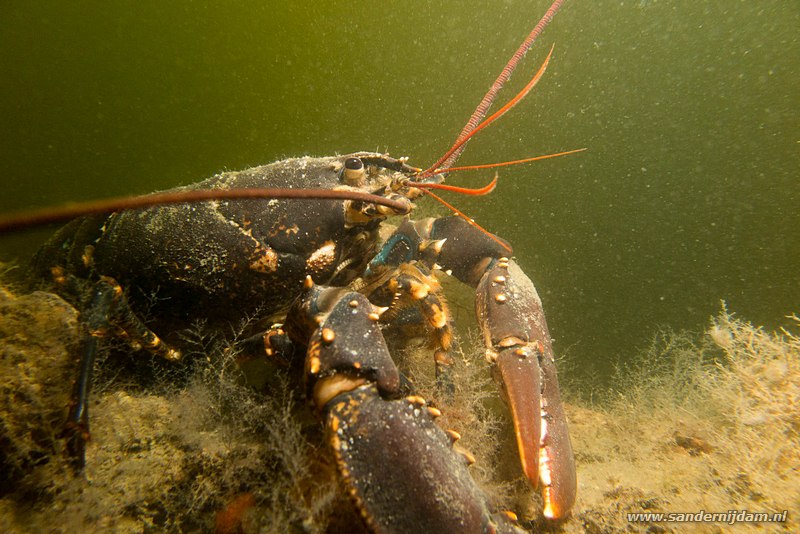 Zeekreeft, Homarus gammarus, Scharendijke, Nederland, mei 2016