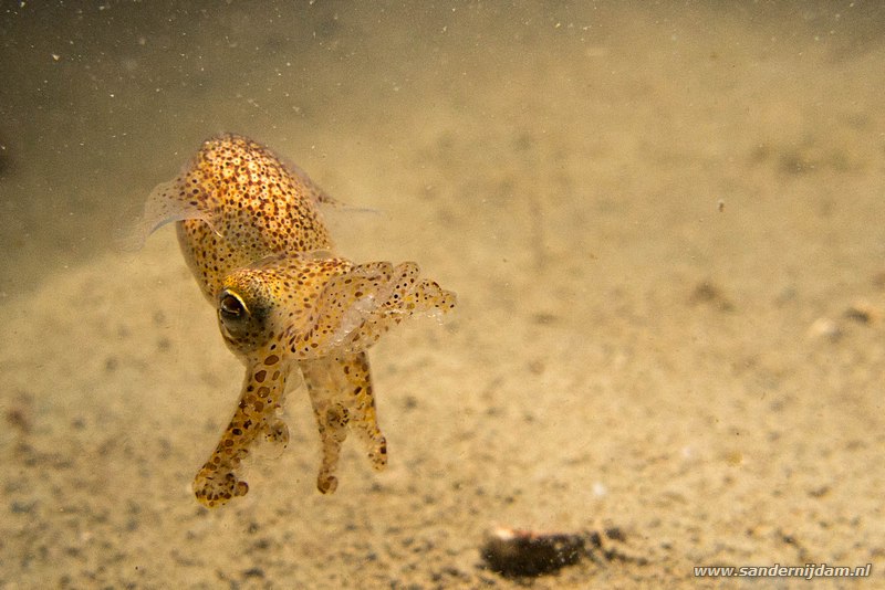 Sepiola, Sepiola atlantica, Scharendijke, Nederland