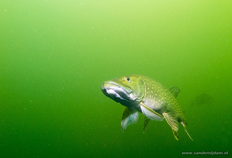 Snoek, Esox lucius, Grote Hegge, Nederland