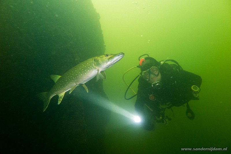 Ferdi met Snoek, Esox lucius, Grote Hegge, Nederland