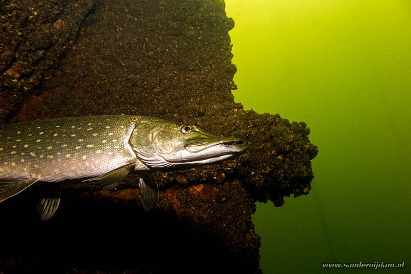 Snoek, Esox lucius, Grote Hegge, Nederland