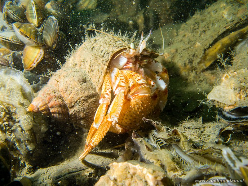 Grote heremietkreeft, Pagarus bernhardus, Zeelandbrug, 9-10-2008