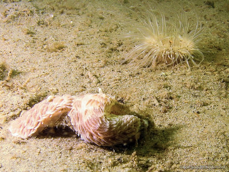 Kleine vlokslak, Aeolidiella glauca, Scharendijke, Nederland, juni 2007