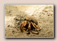 Pagurus bernhardus, Scharendijke, Nederland, mei 2013