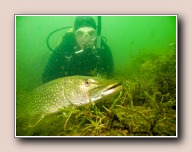 Esox lucius, Tijningenplas, Nederland, augustus 2013