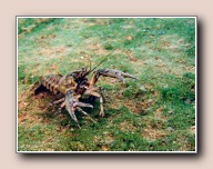 Orconectus limosus, Tijningenplas, Nederland, augustus 2003