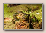Shore crab, Carcinus maenas, gemaal Dreischor, Nederland, april 2011
