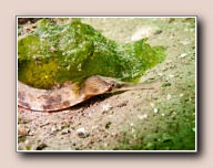 Greater pipefish, Syngnathus acus, Scharendijke, Nederland, May 2012