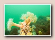 Plumose anemone, Metridium senile, Scharendijke, Nederland, May 2012