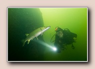 Esox lucius, Grote Hegge, Nederland