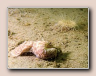 Aeolidiella glauca, Scharendijke, Nederland, juni 2007