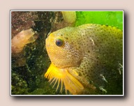 Cyclopterus lumpus, Scharendijke, Nederland, mei 2009