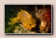 Cyclopterus lumpus, Scharendijke, Nederland, mei 2009