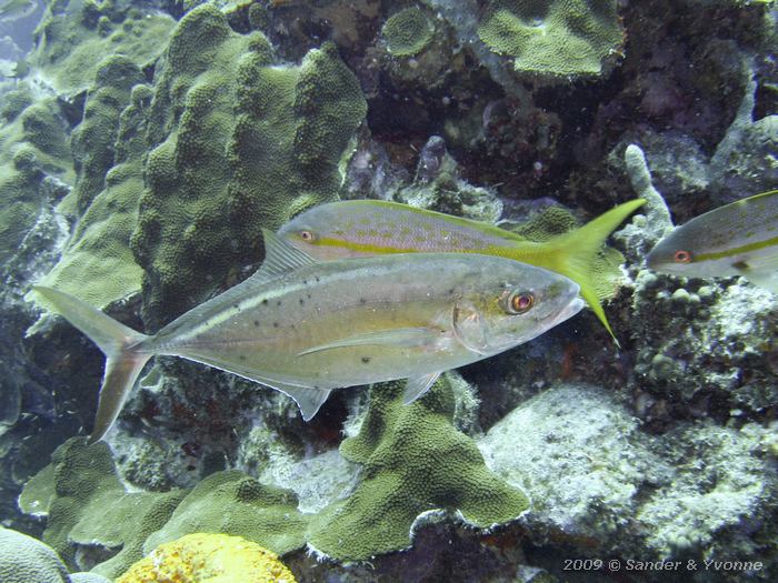 Bar Jack (Caranx ruber), House reef Bel Mar North, Bonaire