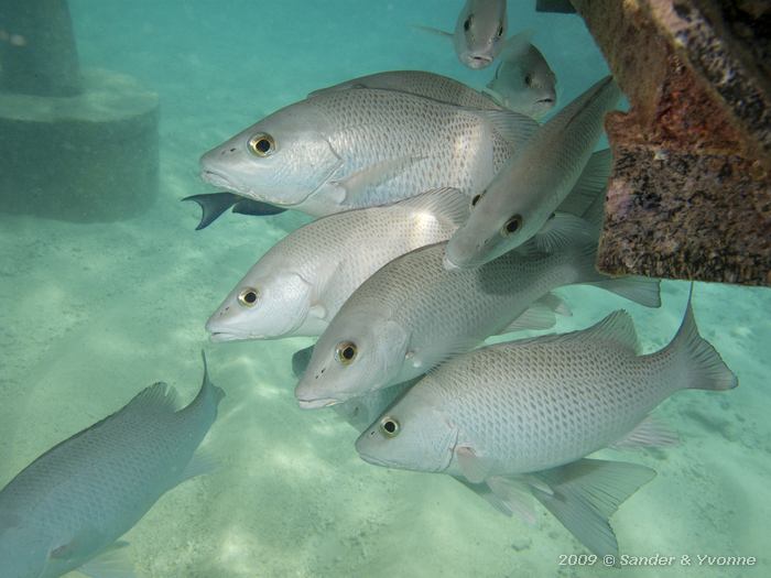 Gray Snappers (Lutjanus griseus), House reef Bel Mar South, Bonaire