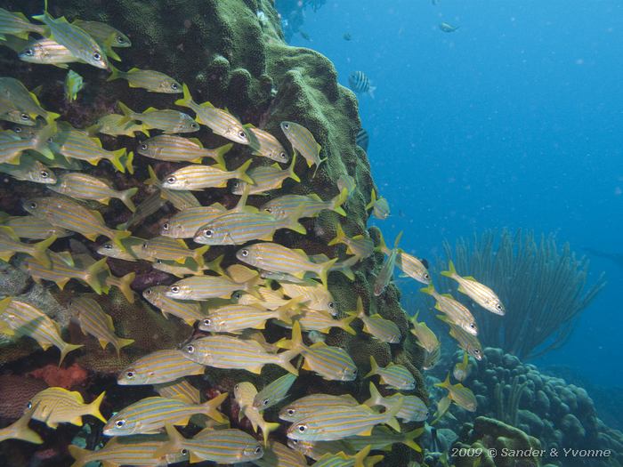 Smallmouth Grunts (Haemulon chrysargyreum) and some French Grunts (Haemulon flavolineatum), House reef Bel Mar South, Bonaire