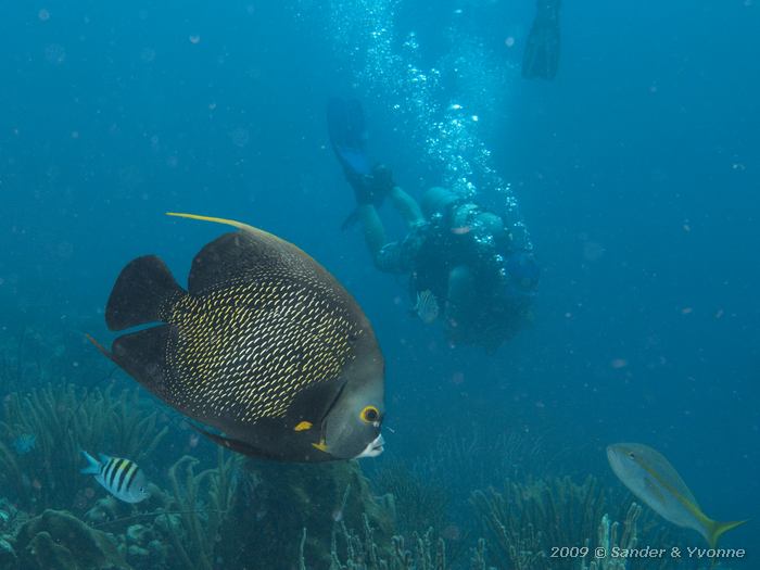 French Angelfish (Pomacanthus paru), House reef Bel Mar South, Bonaire