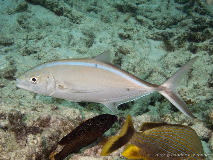 Bar Jack (Caranx ruber), House reef Bel Mar South, Bonaire