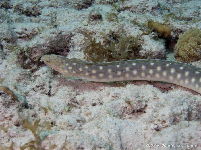 Sharptail Eel (Myrichthys breviceps), House reef Bel Mar South, Bonaire