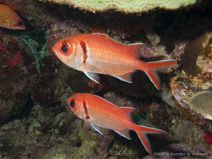 Blackbar Soldierfish (Myripristis jacobus), Margate bay, Bonaire