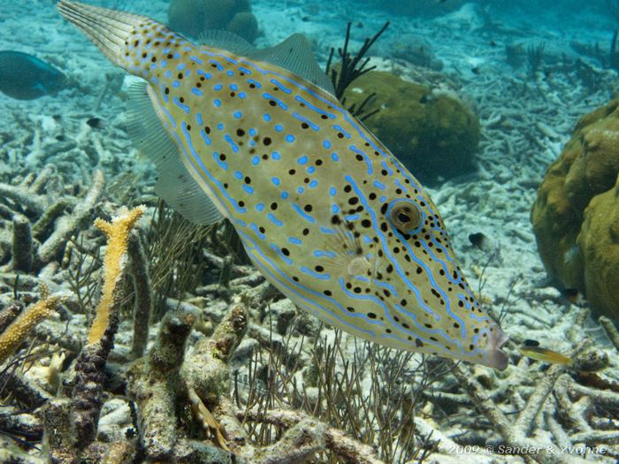 Srawled filefish (Aluterus scriptus), Margate bay, Bonaire