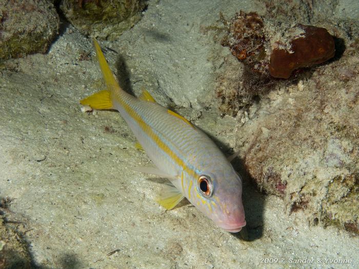 Yellow goatfish (Mulloidichthys martinicus ), Oil Slick Leap, Bonaire