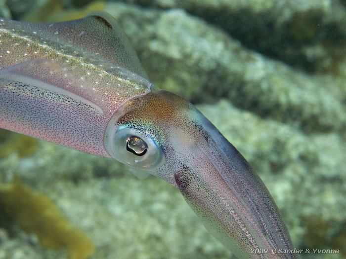 Caribbean Reef Squid (Sepioteuthis sepiodea), Oil Slick Leap, Bonaire