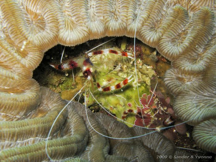 Banded Coral Shrimp (Stenopus hispidus) in Grooved Brain Coral (Diploria labyrinthiformis), Tolo, Bonaire