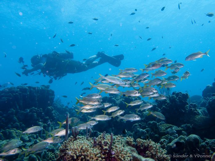 Smallmouth Grunts (Haemulon chrysargyreum) with Tako Jan, Tolo, Bonaire