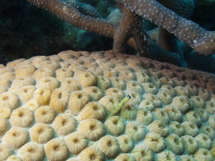 Peppermint Goby (Coryphopterus lipernes) on Star Coral (Montastraea spp.), Karpata, Bonaire