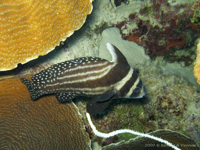 Spotted Drum (Equetus punctatus), Karpata, Bonaire