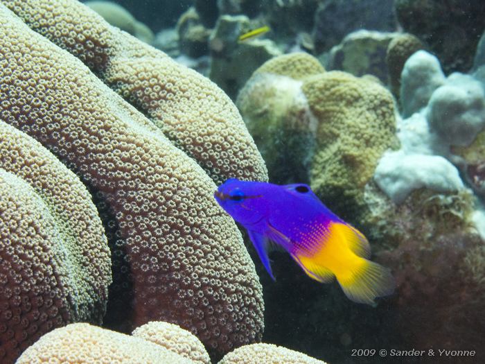 Fairy Basslet (Gramma loreto), Karpata, Bonaire